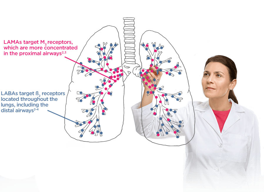 LAMA/LABAs provide a more comprehensive approach to bronchodilation through 2 mechanisms of action