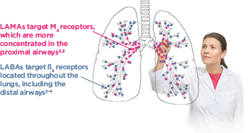 LAMA/LABAs provide a more comprehensive approach to bronchodilation through 2 mechanisms of action