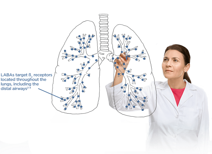 LABAs target ß2 receptors located throughout the lungs