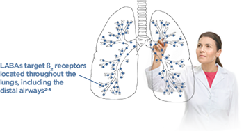 LABAs target ß2 receptors located throughout the lungs
