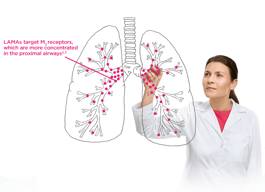 LAMAs target M3 receptors, which are more concentrated in the proximal airways