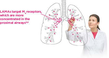 LAMAs target M3 receptors, which are more concentrated in the proximal airways